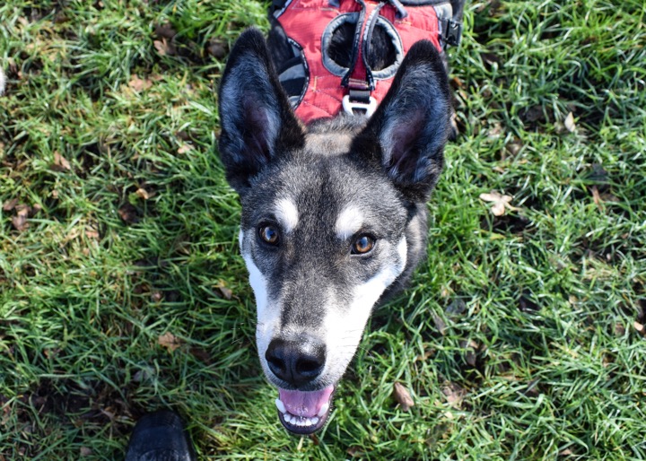 URGENT! German Shepherd Dog Chance is in kennels @ German Shepherd Dog ...