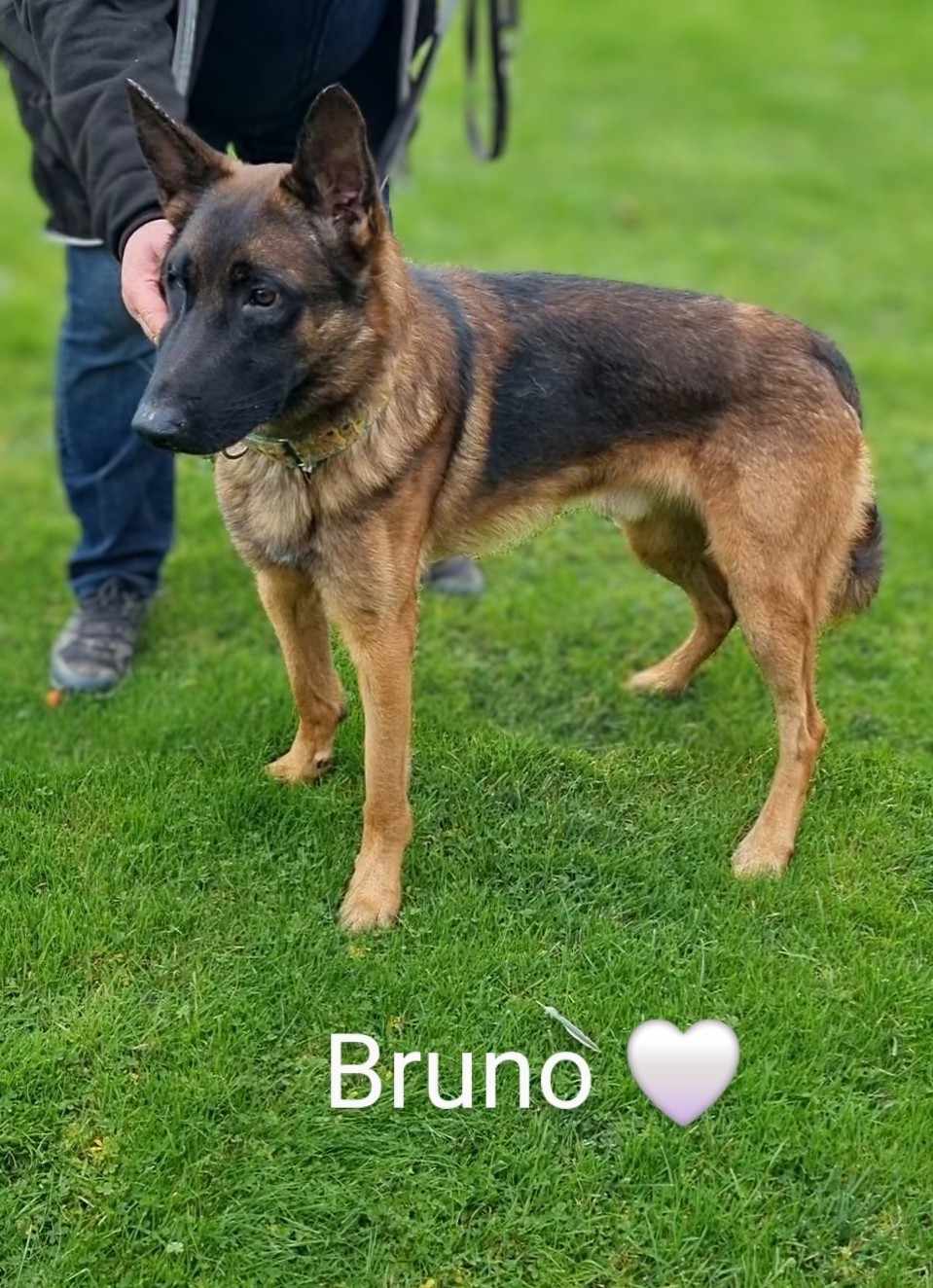 Bruno