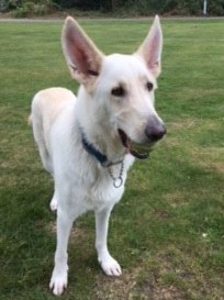 Casper Berkshire German Shepherd Rescue