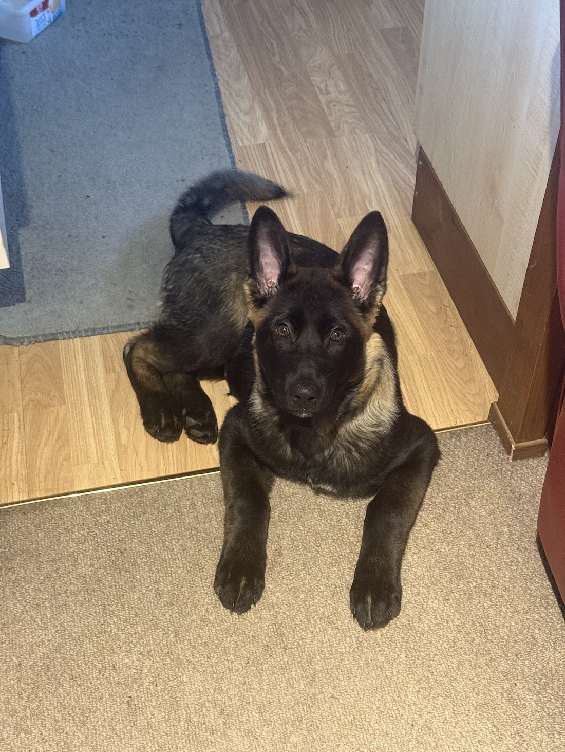 Lola-Central Bedfordshire