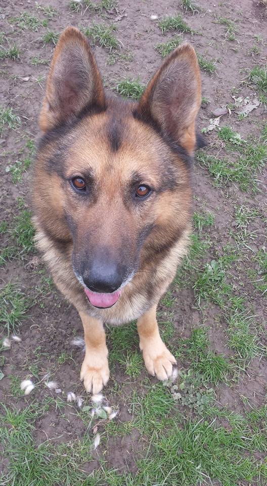 URGENT! German Shepherd Dog Saxon in Kennels WEST YORKSHIRE @ GSDR