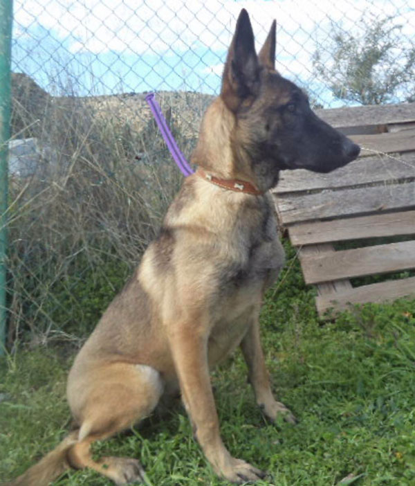 Amber is a stunning young Malinois