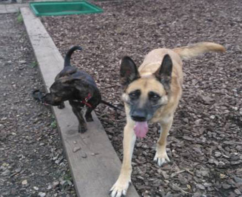 beauty and her friend the staffy