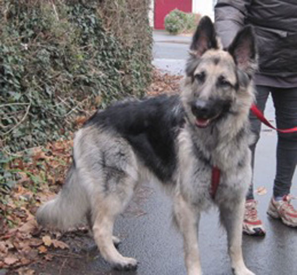 biffy a very handsome young gsd