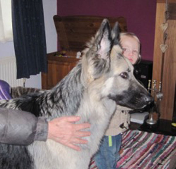 Biffy the young gsd lives with young children, another dog and a cat