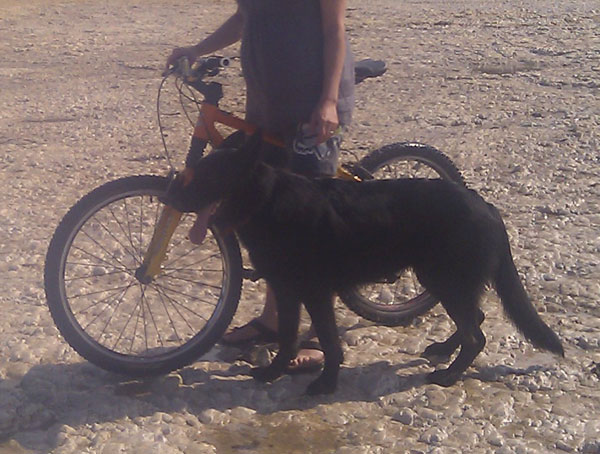 buddy black short coated gsd