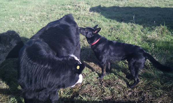 buddy black gsd with a cow