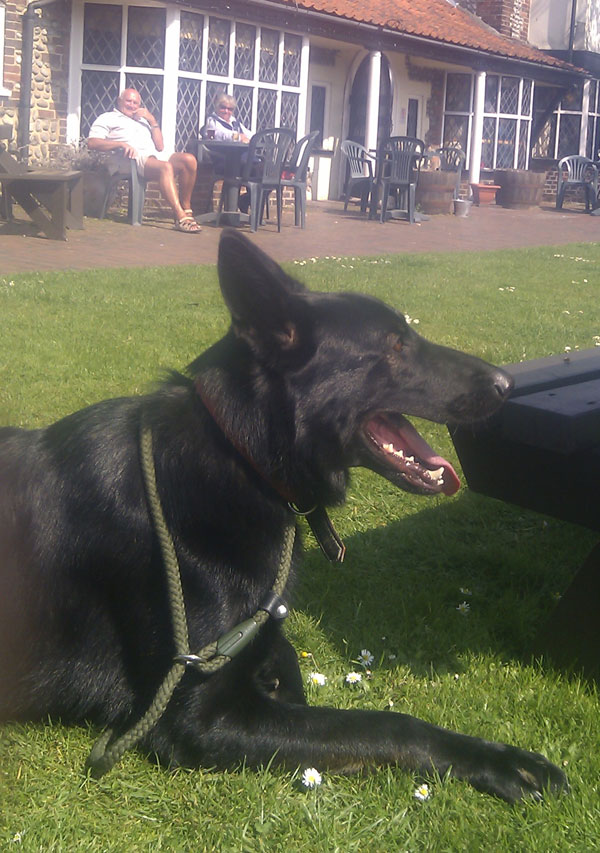 buddy the black germanshepherd dog at the pub