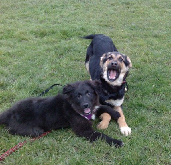 Playtime for Buddy and Berg 2 rescue puppies