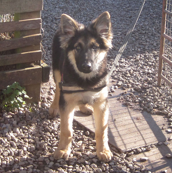 big bad busby bear rescue german shepherd puppy