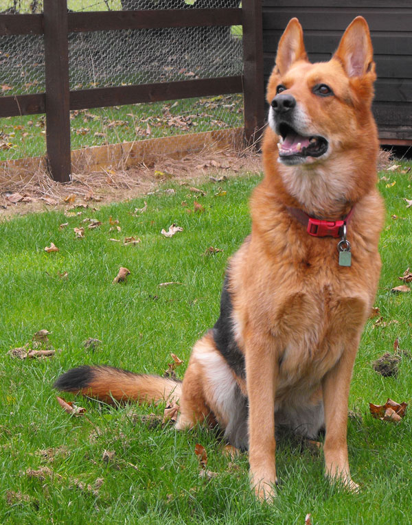 Cammy-Lou teh gsd is a lovely girl who deserves a happy, forever home