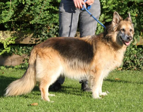 casey lovely older gsd