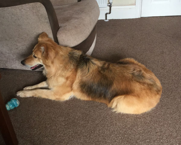 Cassie the german shepherd loves her toys