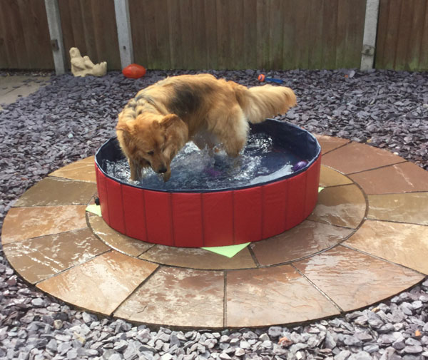 cassie the gsd loves her paddling pool