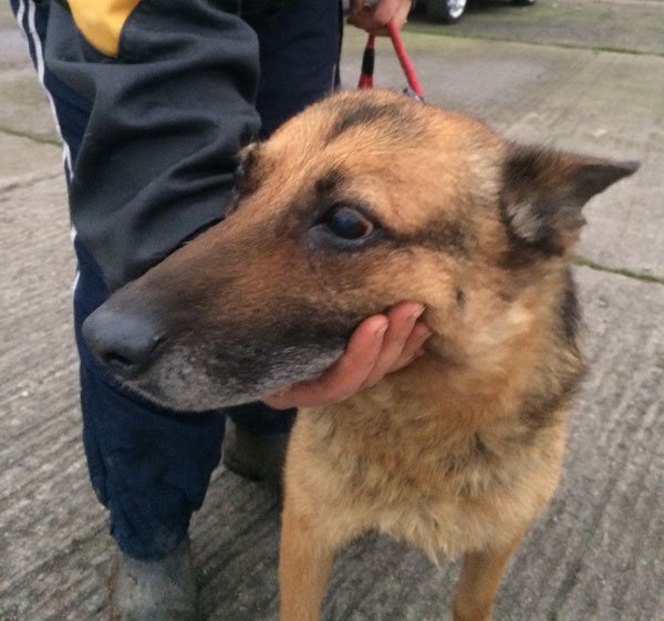 Cassie the german shepherd just wants a quiet home and to be loved and cared for