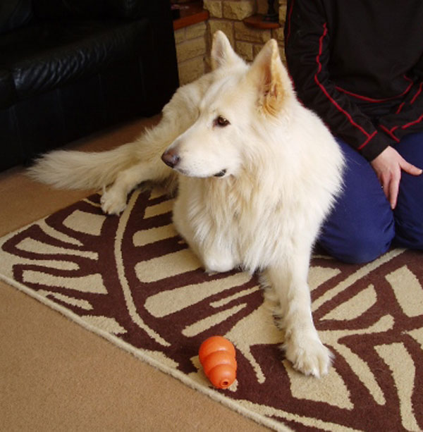 white long coat german shepherd