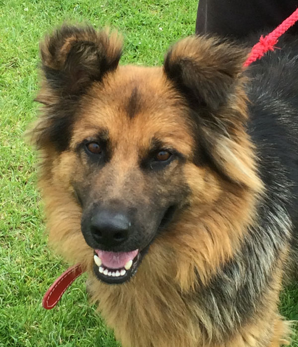 charlie has lovely fluffy ears