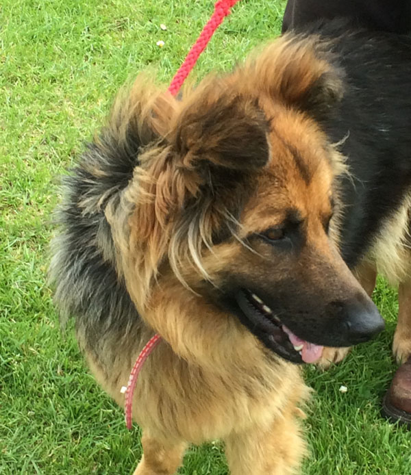 Charlie the GSD is such a pretty gentle girl