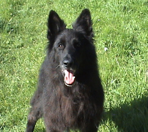 handsome black german shepherd