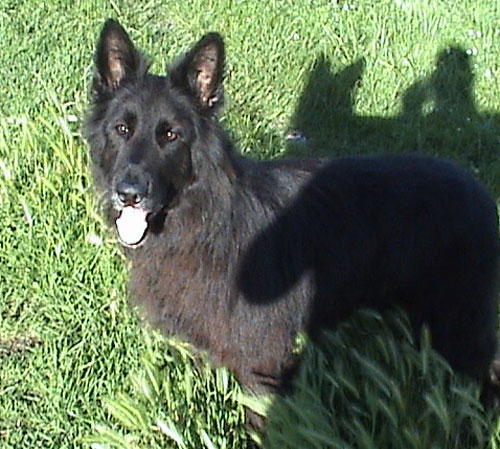 charlie the black gsd