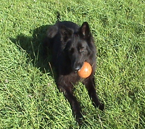 charliethe black german shepherd  playing ball