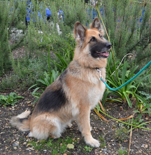 choops sitting beautifully