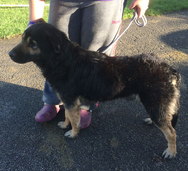 Chunky the rescue german shepherd is sad but that's because he has never known kindness before