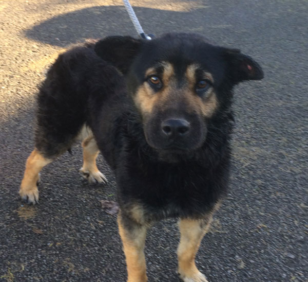 Chunky the german shepherd has a nasty infected ear caused by an ear tag