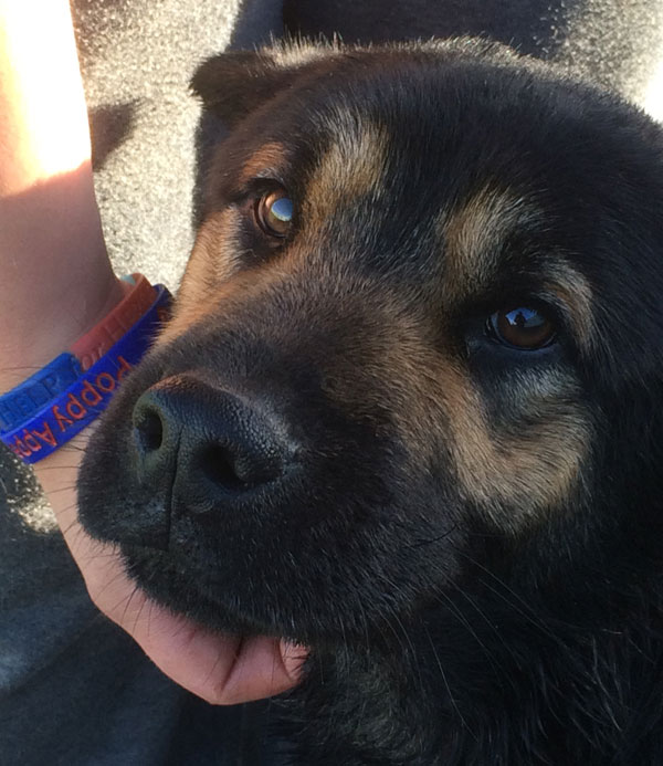 Chunky the gsd has a face that will melt a thousand hearts