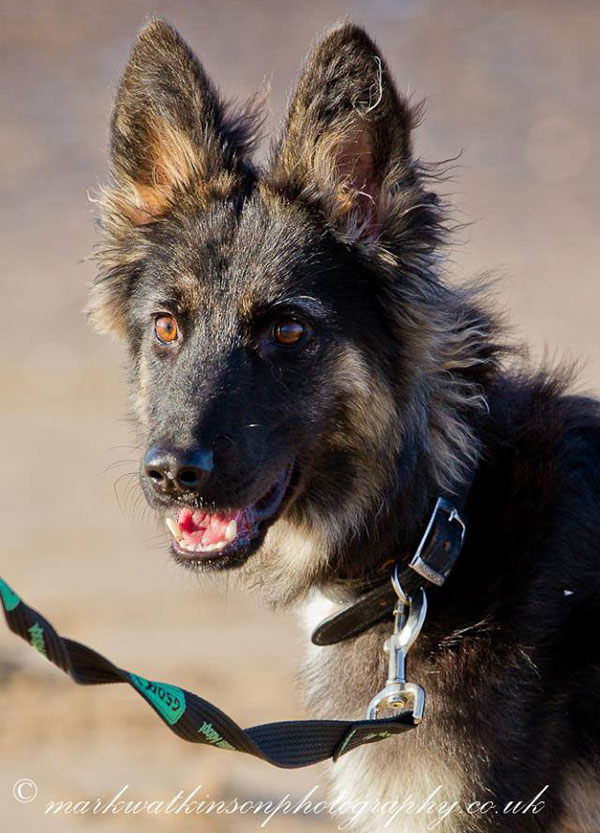 coco the gsd with persistent right aortic arch