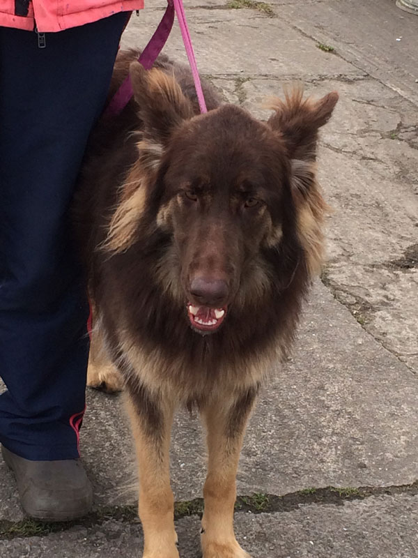 gorgeous young female german shepherd