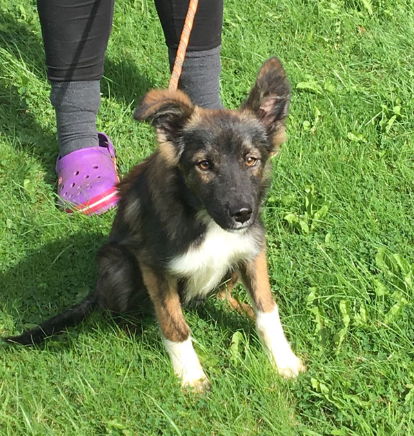 Denzil - sweet bouncy puppy.