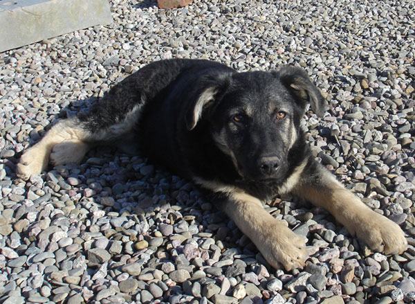 Eddie the puppy is such a handsome boy