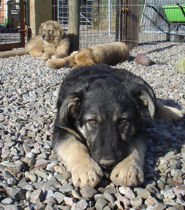 Eddie the puppy enjoying the sunshine