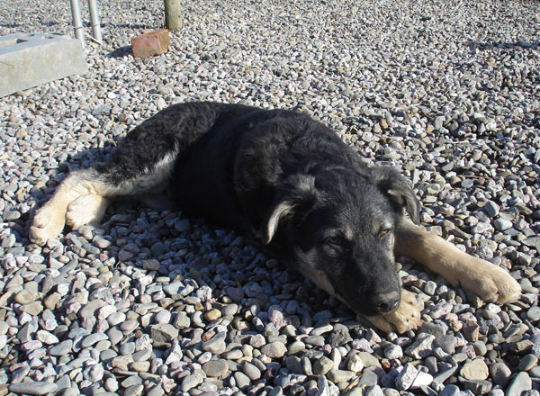 eddie the puppy tired after playing