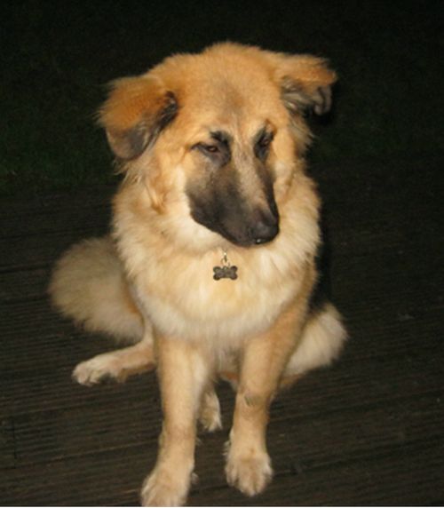 German best sale shepherd pyrenees