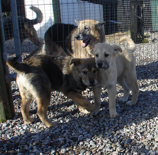 Elsa the puppy playing with her sister Lottie