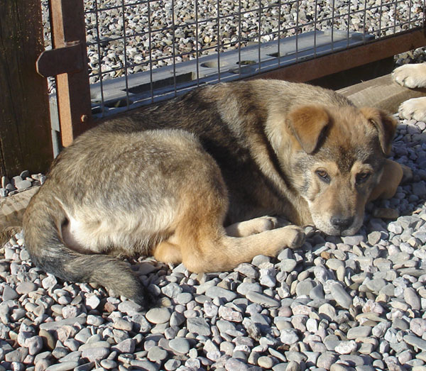 Elsa the puppy feeling a little snoozy after all that playtime