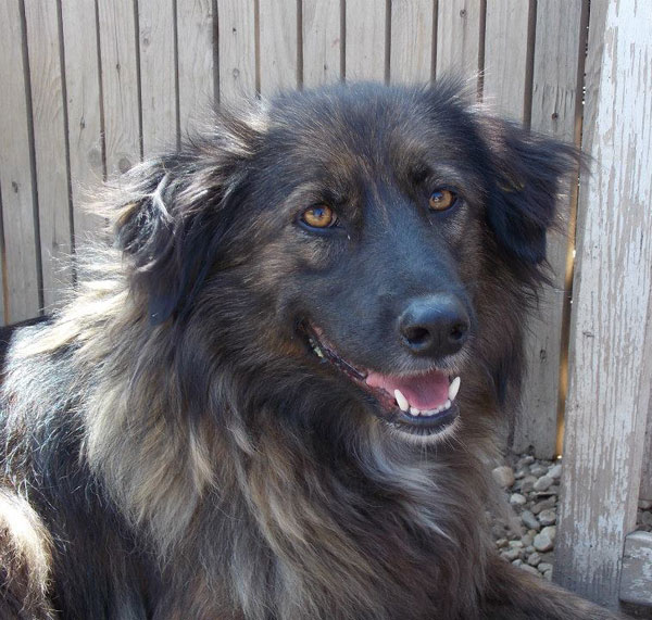 romanian dog with a beautiful smile