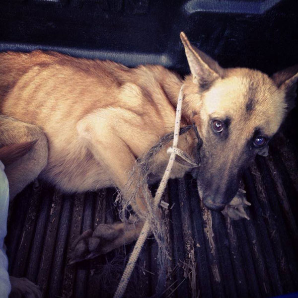 faith belgian shepherd cruelty case the day she was picked up