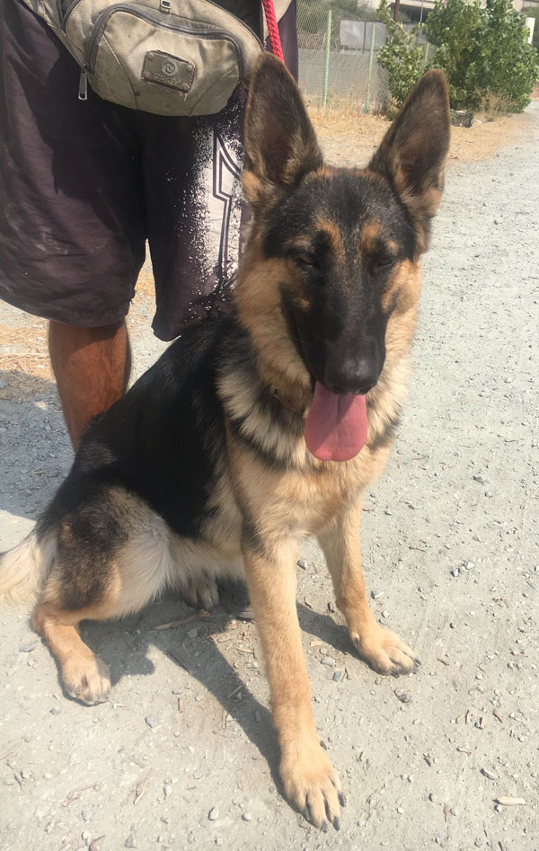 1 year old hot sale female german shepherd