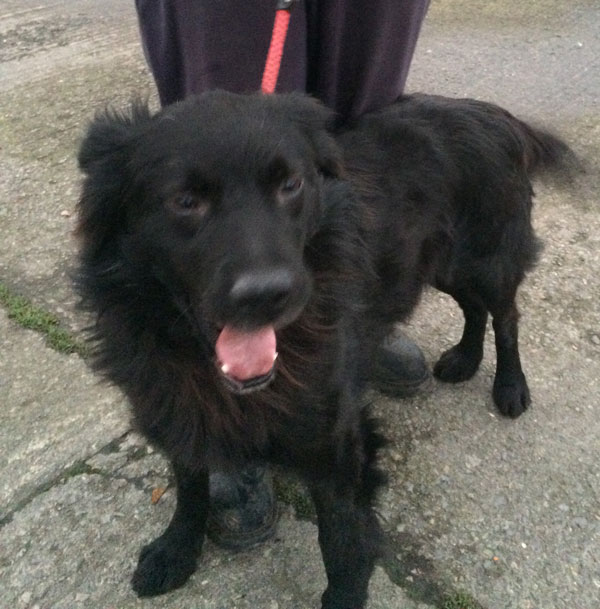 We don't want Freddie the black gsd stuck in kennels, he needs a home