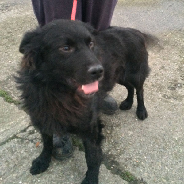 looks like freddie the black german shepherd is smiling