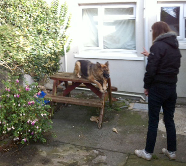 gabbana the gsd needs to be rehomed where they have a picnic table