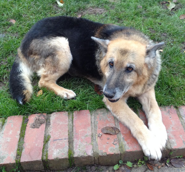 grace older german shepherd from Romania