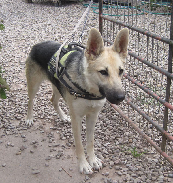 Hannah learning what going for walkies means!