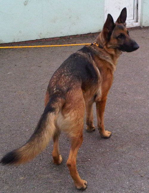 henri the gsd not liking kennels very much