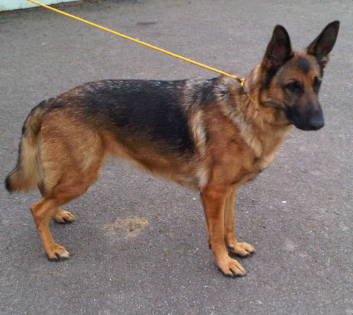 henry the very handsome german shepherd from france