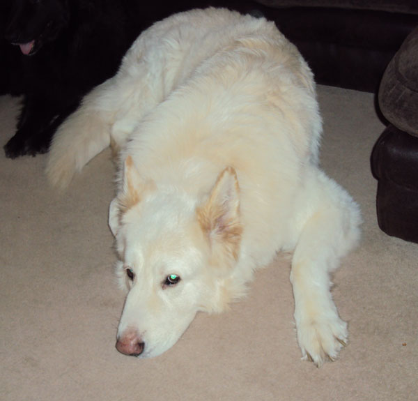 ice big white german shepherd lying down