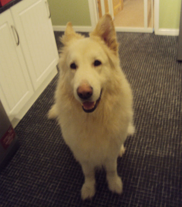 ice big handsome white gsd